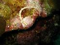 syngnathe de platier - Corythoichthys haematoptreus